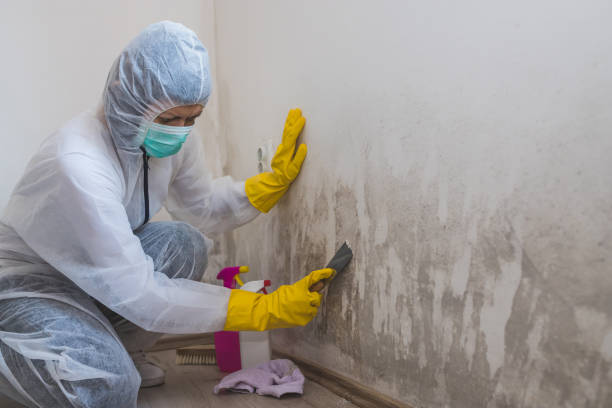 Best Mold Damage Restoration  in Elgin, SC