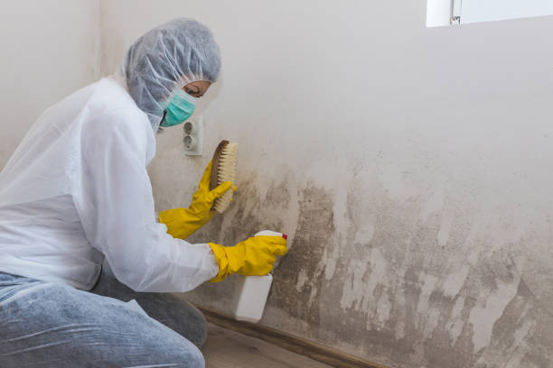 Best Industrial Mold Remediation  in Elgin, SC