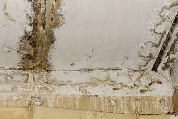 Best Black Mold Removal  in Elgin, SC